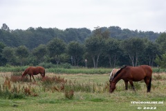 Pferde-Norddeich-12.7.2022-2