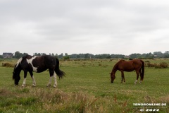 Pferde-Norddeich-12.7.2022-3