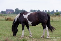 Pferde-Norddeich-12.7.2022-4