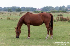Pferde-Norddeich-12.7.2022-5