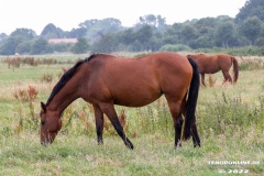Pferde-Norddeich-12.7.2022-6
