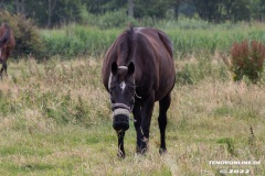 Pferde-Norddeich-12.7.2022-7