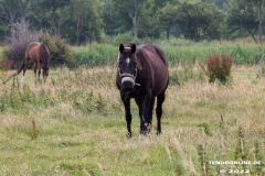 Pferde-Norddeich-12.7.2022-8