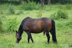 Pferde-Norden-Bargebur-12.6.2019-11