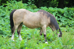 Pferde-Norden-Bargebur-12.6.2019-2