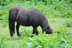 Pferde-Norden-Bargebur-12.6.2019-3