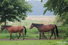 Pferde-Norden-Bargebur-12.6.2019-6