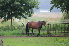 Pferde-Norden-Bargebur-12.6.2019-7