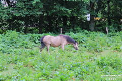 Pferde-Norden-Bargebur-12.6.2019-8