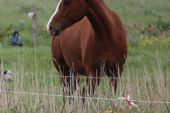 Pferde-Norden-Norddeich-30.5.2019-10