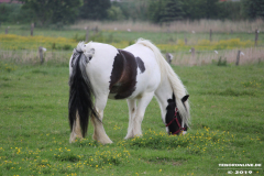 Pferde-Norden-Norddeich-30.5.2019-2