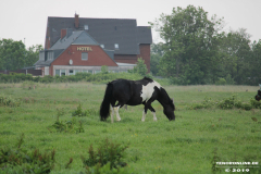 Pferde-Norden-Norddeich-30.5.2019-3