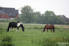 Pferde-Norden-Norddeich-30.5.2019-4