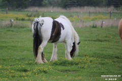 Pferde-Norden-Norddeich-30.5.2019-5