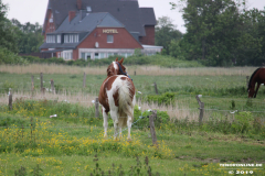 Pferde-Norden-Norddeich-30.5.2019-8