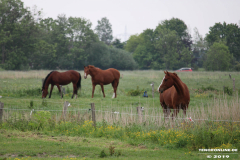 Pferde-Norden-Norddeich-30.5.2019-9
