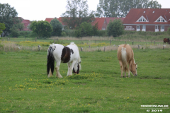 Pferde-Norden-Norddeich-30.5.2019