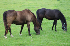 Pferde-Wester-Wischer-Im-Wischer-Norden-16.6.2019-1