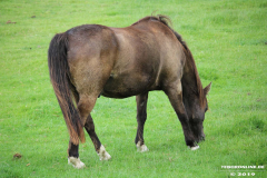 Pferde-Wester-Wischer-Im-Wischer-Norden-16.6.2019-10