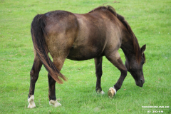 Pferde-Wester-Wischer-Im-Wischer-Norden-16.6.2019-2
