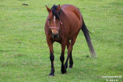 Pferde-Wester-Wischer-Im-Wischer-Norden-16.6.2019-3