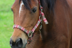 Pferde-Wester-Wischer-Im-Wischer-Norden-16.6.2019-4