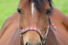 Pferde-Wester-Wischer-Im-Wischer-Norden-16.6.2019-5