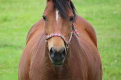 Pferde-Wester-Wischer-Im-Wischer-Norden-16.6.2019-6