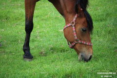 Pferde-Wester-Wischer-Im-Wischer-Norden-16.6.2019-7