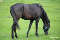 Pferde-Wester-Wischer-Im-Wischer-Norden-16.6.2019-9