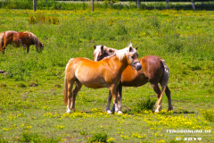 Pferde-Westermarsch-Norden-26.6.2017-1