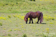 Pferde-Westermarsch-Norden-26.6.2017-2