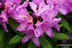Natur-26.5.19-20