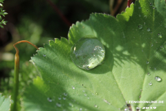 Norden-4.5.19-10