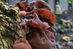 1_Schmarotzer-Pilz-Norden-14.10.2019-5
