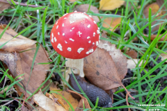 Fliegenpilz-Norden-14.10.2019-1