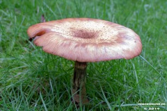 Pilz-Norden-14.10.2019-3