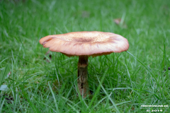 Pilz-Norden-14.10.2019-4