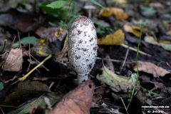 Pilze-Norden-13.10.2020-1