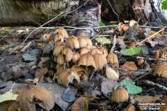 Pilze-Norden-13.10.2020-2