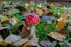 Pilze-Norden-13.10.2020-3