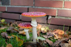 Pilze-Norden-13.10.2020-4