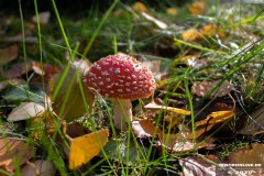 Pilze-Norden-13.10.2020-5