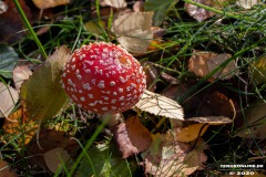 Pilze-Norden-13.10.2020-6