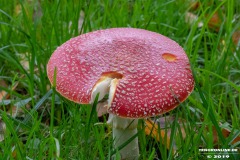 Pilze-Norden-Am-Moortief-16.10.2019-1