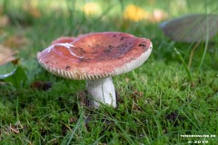 Pilze-Norden-Am-Moortief-16.10.2019-10