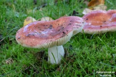Pilze-Norden-Am-Moortief-16.10.2019-11