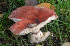 Pilze-Norden-Am-Moortief-16.10.2019-12