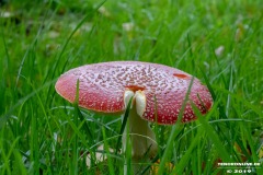 Pilze-Norden-Am-Moortief-16.10.2019-2