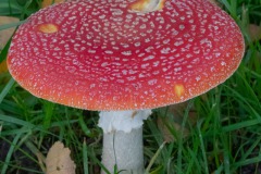 Pilze-Norden-Am-Moortief-16.10.2019-3